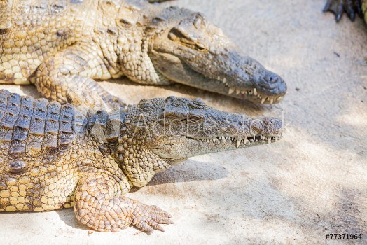 Picture of Crocodiles in a farm